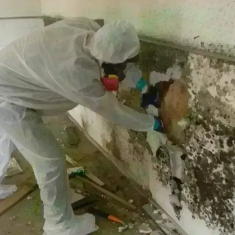 Mold Remediation and Removal in Waynesburg, PA